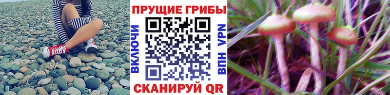 Псилоцибиновые грибы GOLDEN TEACHER  купить закладку  мориарти Telegram  Серов  omg tor 